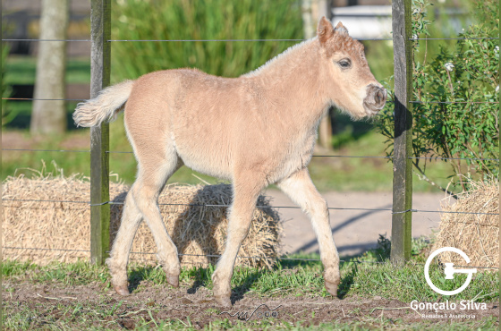 BABY TIROLESA