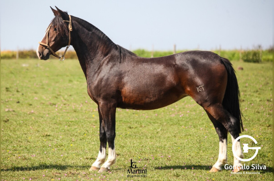KT JEZEBEL