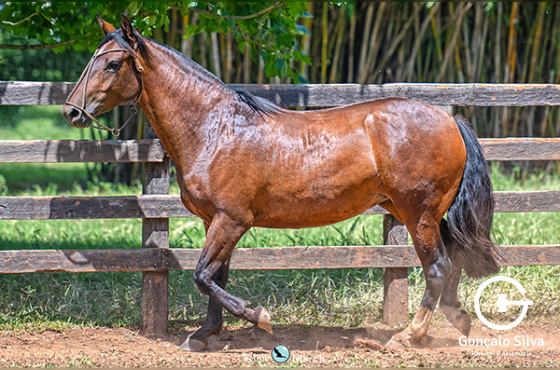 LAS CASTELLANA USHUAIA