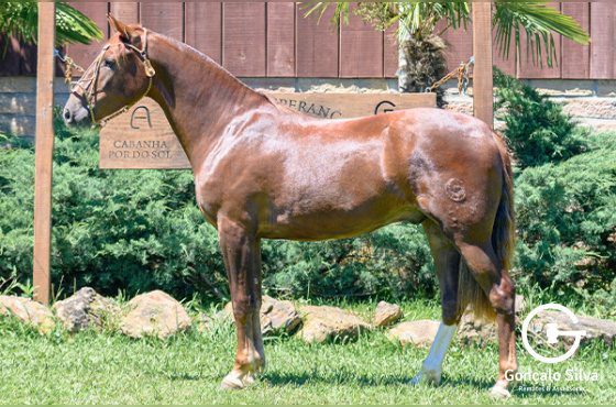 HIJO BUENO DE LOS BUENOS