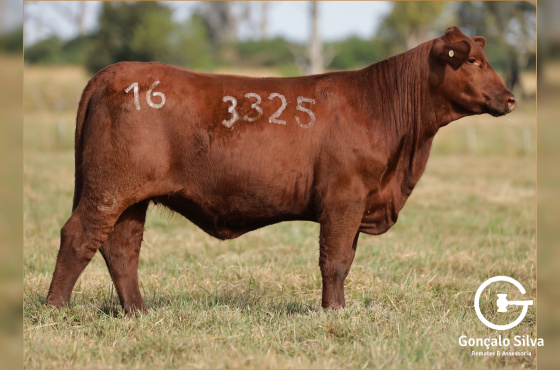 MR SORPRESA 3325