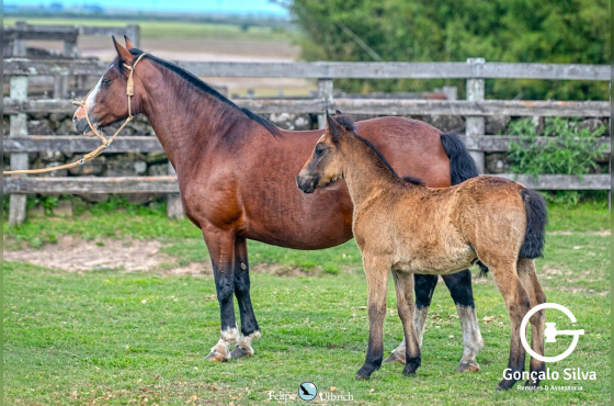 SANTA ALICINDA INVERNADA