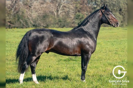 BASCO HERDEIRO  OU  QUARTEL DA  VENDRAMIN