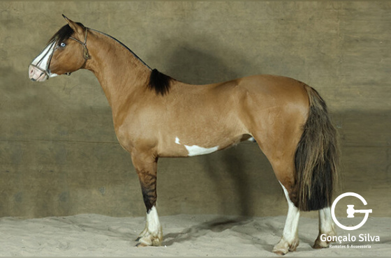 SACRAPALMA CARA E COROA 