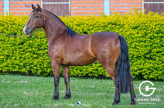 LA CASTELLANA MERCEDITA URUGUAIO