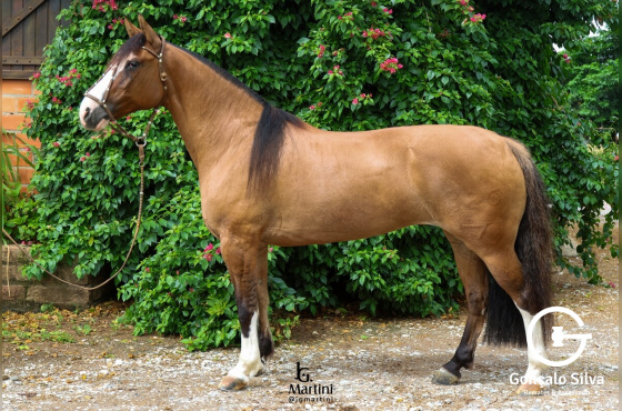 NIAZZI RELÍQUIA - Venda Vertical (Barriga)