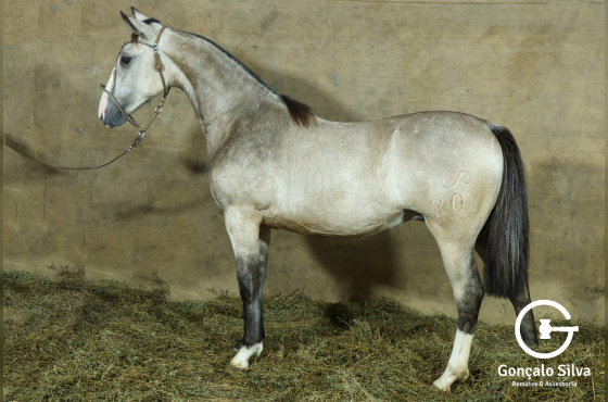 MONTE PAMPERO MAÑANERO