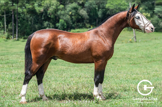 VINHO TINTO DA CASA VELHA