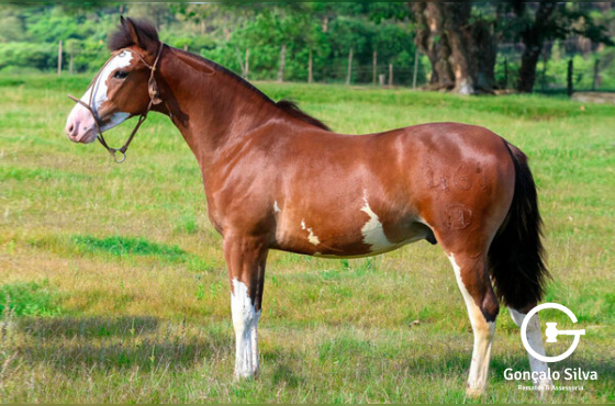 ULTIMATO DA ALIANÇA