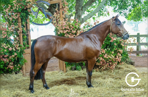 AS MALKE JORNALEIRA II