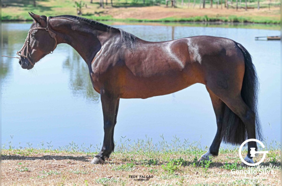 SANTA JÚLIA MILONGA 