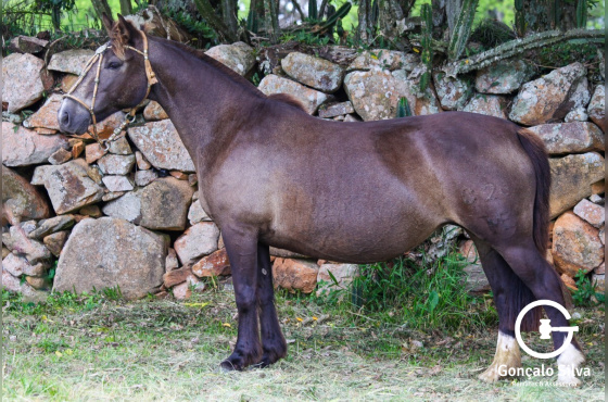 DONA CHILENA 826 MAUFER