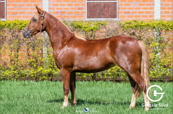 LA CASTELLANA SEDUTORA