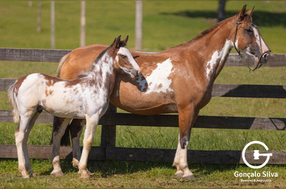 CASTELHANA DE SÃO MANOEL