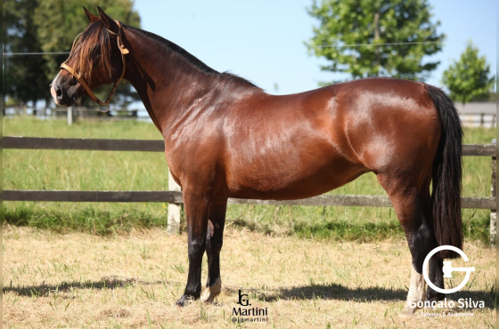 LAS CALLANAS JOGADA DE MESTRE