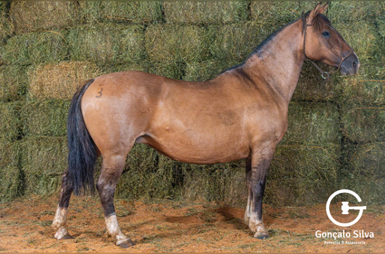 SOBRADINHO ANA TERRA