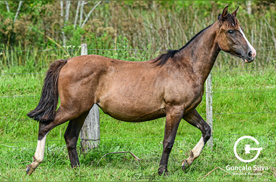 JABOTICABA DO RECADO