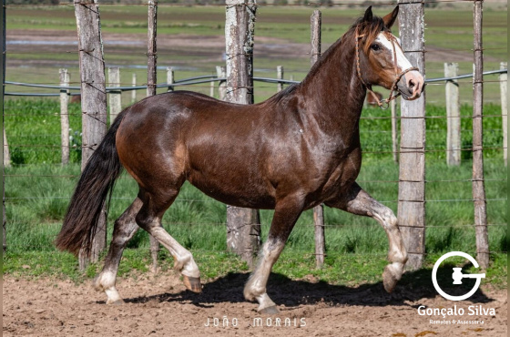 SANTA AUGUSTA UMA HORA