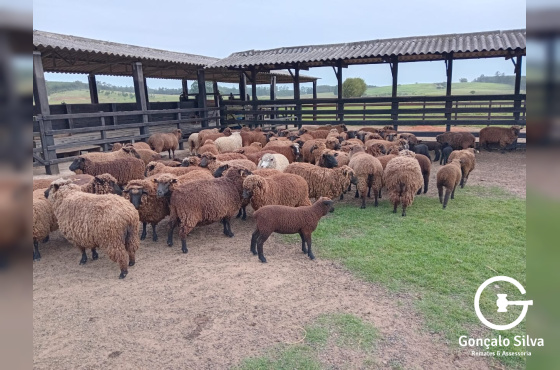 OVINOS - 49 OVELHAS PRETAS 
