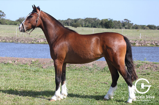 FBM ALIANÇA