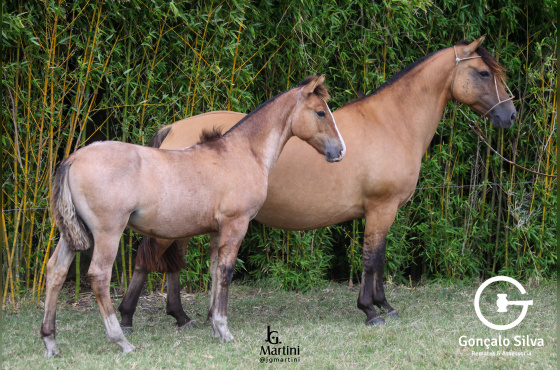 QUE LINDA DO ACEGUÁ