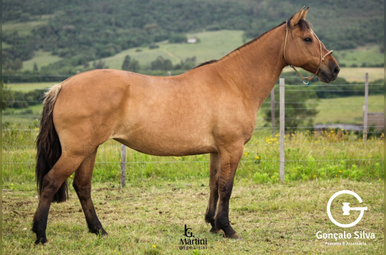 ESCARAMUÇA DO PALOMY