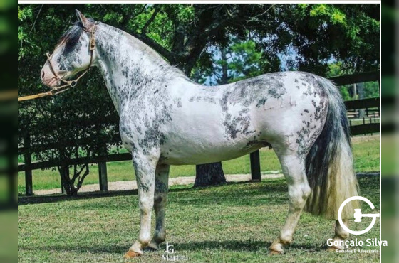 GUAMPA NUTRIERO
