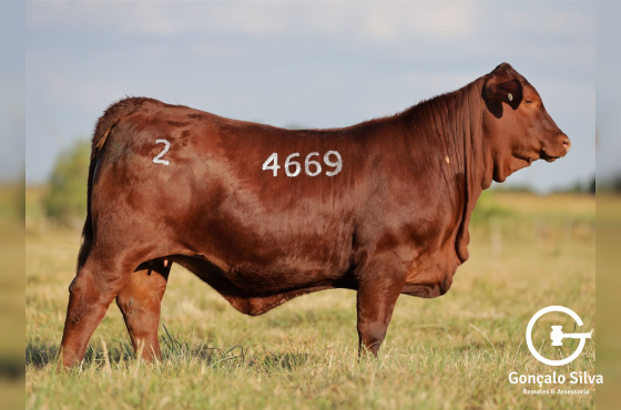 MR CAUTIVO 4669