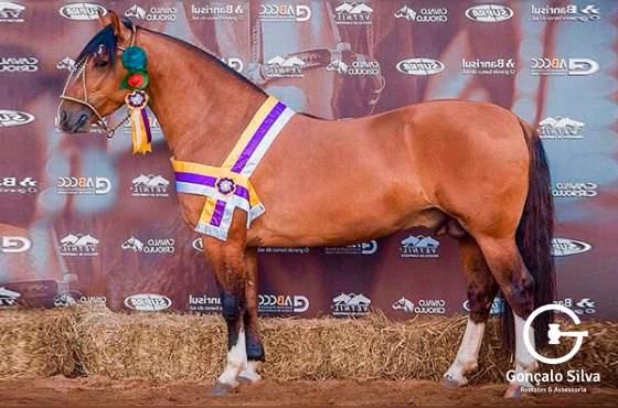 UM BUENO DO PASSO DA LAGE 