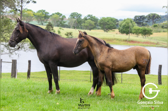 RENDILHA DA SÃO JOÃO DO BURITY