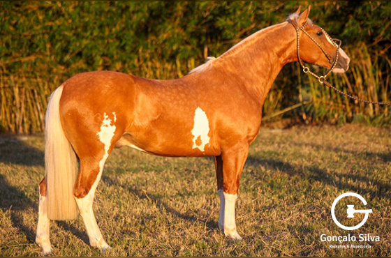 DIREITO DE USO DE 5 COBERTURAS PATRIOTA DA KITA 