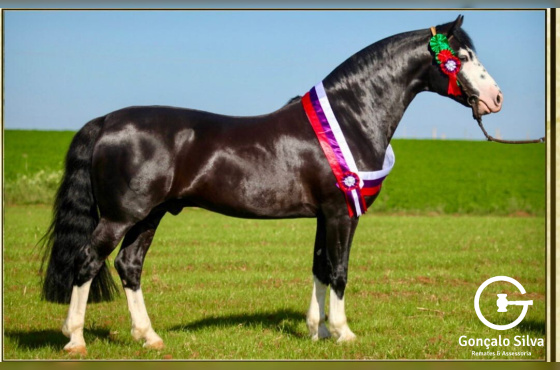 QUE BUENO  DO RIBEIRÃO  BONITO-TE