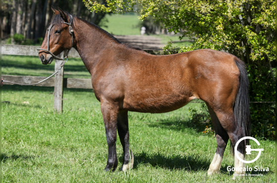 NA ESCOLHA EMBRIÃO PIEDRAITA TAPE OU PLATA Y RIENDA TAPE OU QUILLAHUE TAPE