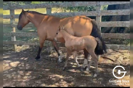 Filha indio boeiro , macho ao pé de Quero Quero Cavalera ( Magistrado) prenhe Retruco da Vendramim ( Macanudo )