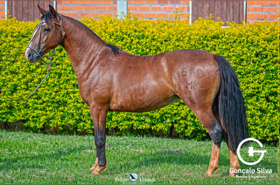 LA CASTELLANA UNO MÁS