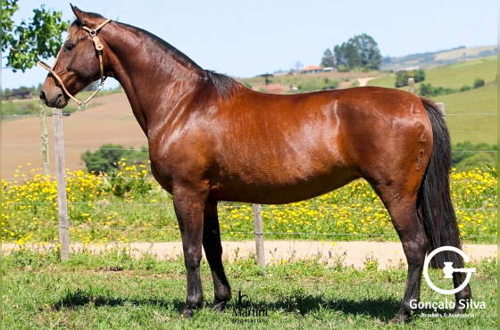 LAS CALLANAS LA VUELTA 