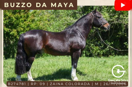 BUZZO DA MAYA - COBERTURAS