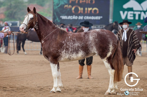 TL MANCHA CRIOULA-TE