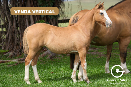 VERTICAL RAMONA DA KITA OU RANCAGUA DA KITA 