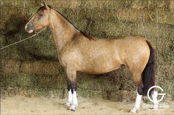 SANGA FUNDA DO TABOÃO 