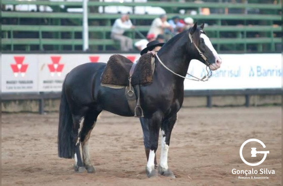 COBERTURA GANADERO DA HARMONIA 