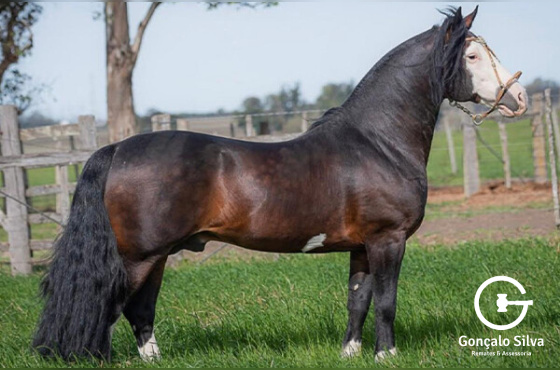 COTA 2,5% INDIO VALENTE DE SANTA EDWIGES 