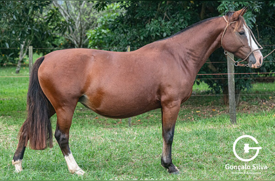 VIÚVA NEGRA DE SANTA CINILDA
