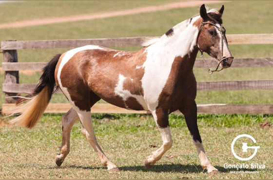 NOITE A FORA DO MAKO