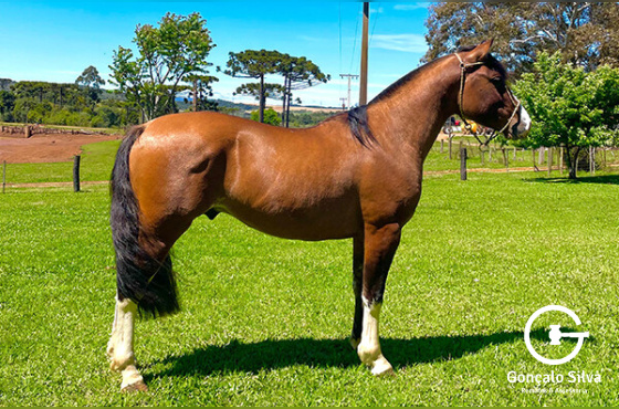 VERGÃO DA SÃO JOÃO DO BURITY