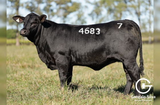 MR MOCOVI 4683 - VENDA VERTICAL