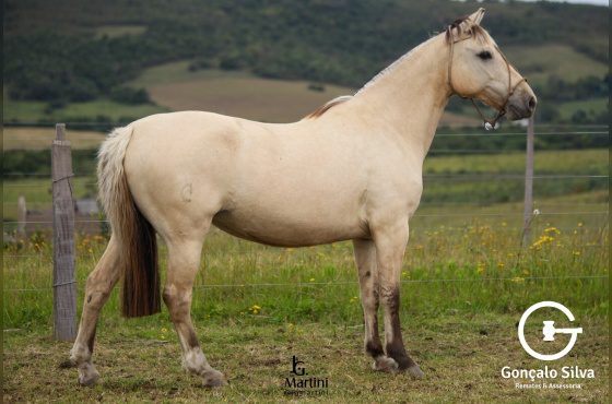 POLACA DO CAPÃO GRANDE 