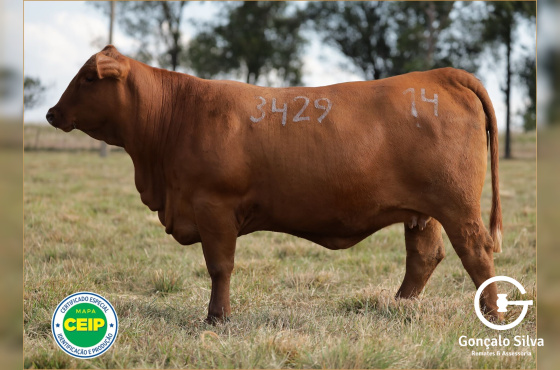 MR SORPRESA 3429