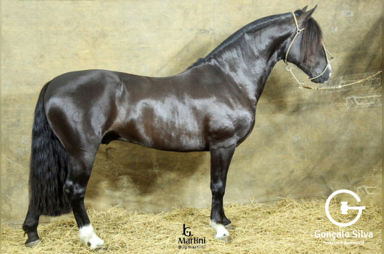 RZ AGUACERO  II DA  CARAPUÇA-TE