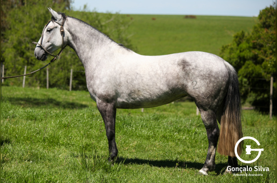 JURAS DE AMOR TAPE - TE